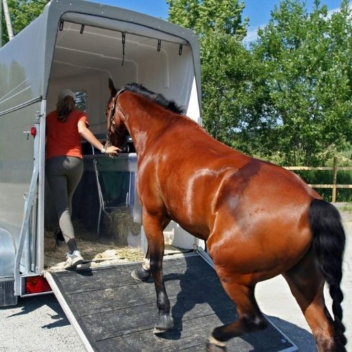 Horse Transport